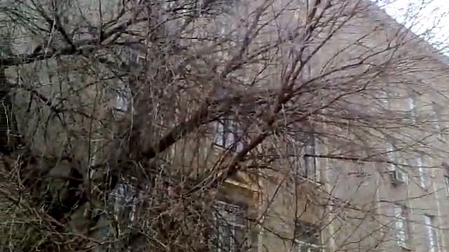 Ветвистое дерево смотреть онлайн