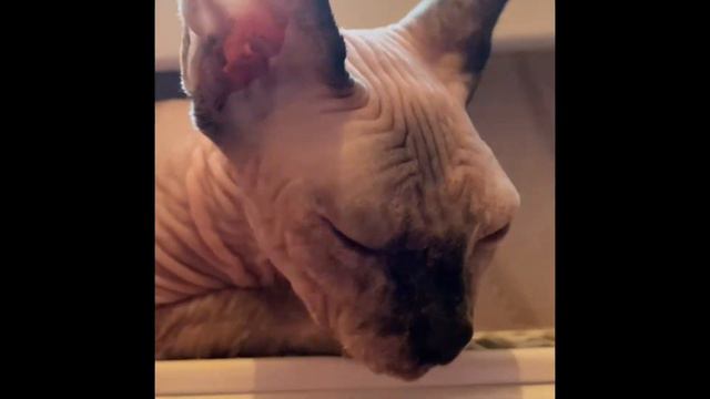 Сфинкс-хулиган съел спортивный коврик. Кошка сфинкс вредничает. Жизнь с лысой кошкой. смотреть онлайн