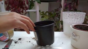 Пора садить Ахименесы. Быстрая посадка Ахименесов.