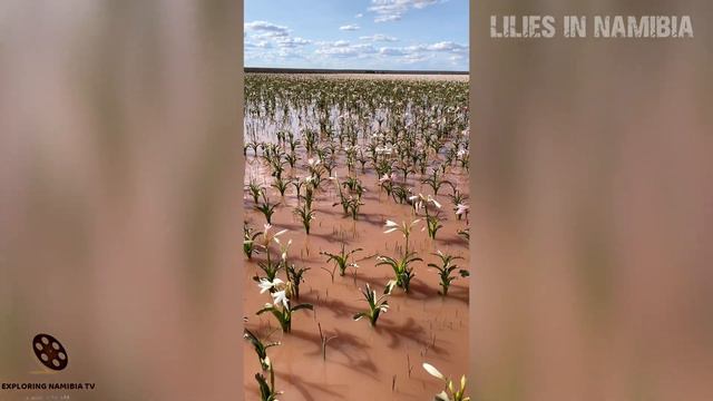 Short video of blooming lilies fields near Maltahohe, Namibia, southern Africa смотреть онлайн