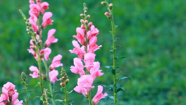 Розовый Львиный Зев в поле | Футажи красивая природа [FullHD] смотреть онлайн