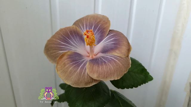 #Hibiscus Moorea Antonia