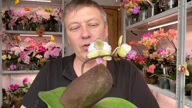 НОВЫЕ орхидеи биг липы обзор цветения КРАСОТОК смотреть онлайн