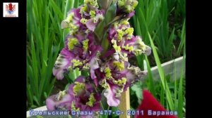Гладиолусы - 7 Коллекционные сорта  http://www.mirgladiolus.ru