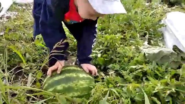 Айнур срывает свой арбуз на день рождение, 29 июля 2021 год смотреть онлайн