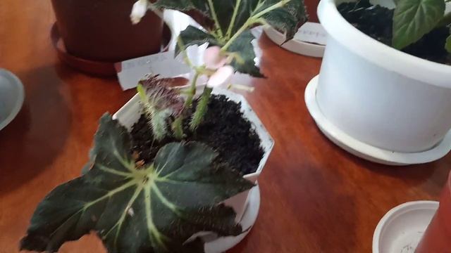 Мои новые комнатные цветы Монстера в подарокю смотреть онлайн