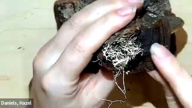 FOR 413: Phellinus pini смотреть онлайн