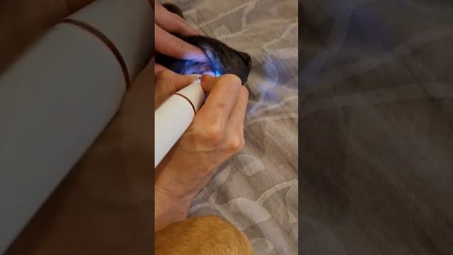 чистка зубов собаки,кот морально поддерживает ? #собакиикошки #животные #кошки #2023 смотреть онлайн