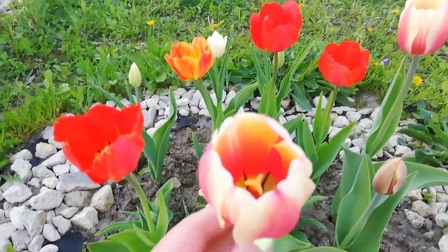 Парад тюльпанов и не тольков моём саду смотреть онлайн