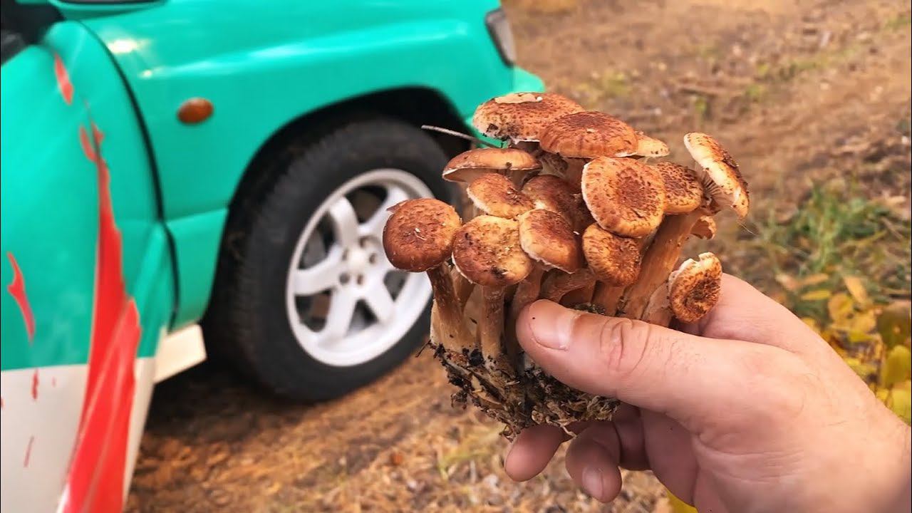 Рыжие Опята из соснового бора смотреть онлайн