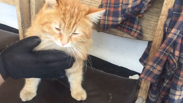 Перчатка для вычесывания шерсти отзыв смотреть онлайн