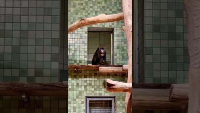 Молодой самец мандрила (Mandrillus sphynx) в Берлинском зоопарке | Саблезубая обезьяна смотреть онлайн
