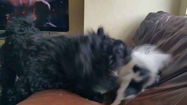 Black Russian Terrier and papillon puppy playing смотреть онлайн