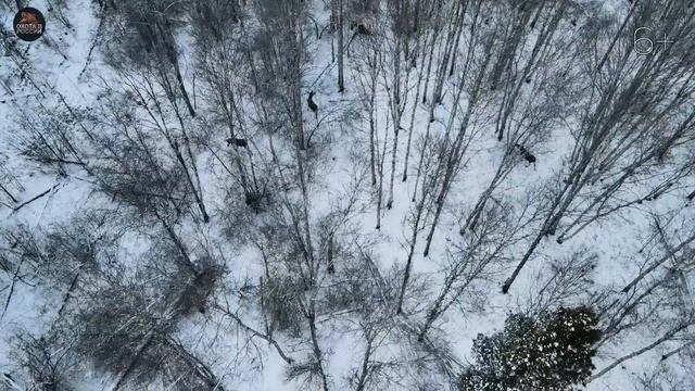 Подсматриваем за ЛОСЯМИ в дикой природе с помощью КВАДРАКОПТЕРА смотреть онлайн