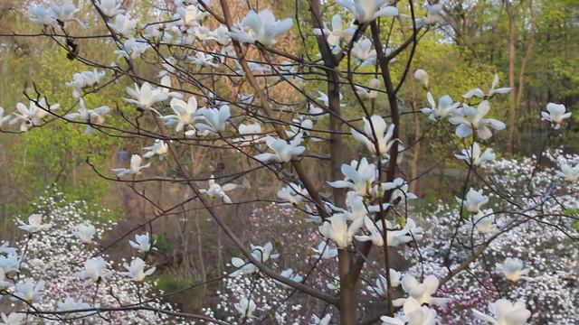 Красивая природа . Красивая музыка смотреть онлайн