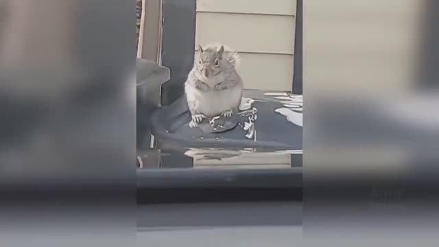 Смешные ПРИКОЛЫ 2022 № 21 смотреть онлайн