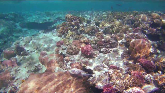 Sunwing Waterworld Makadi 5*. Риф, рыпки.