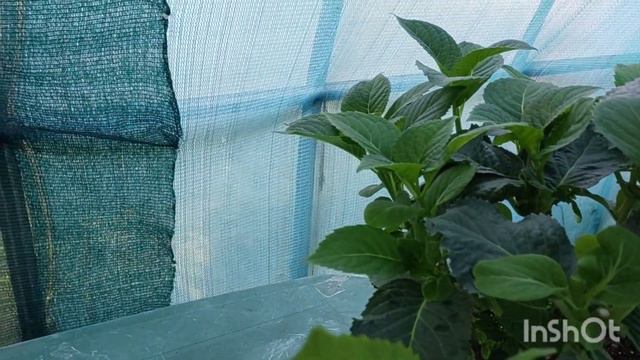 Нарізаю живці по новому , це дає результат ! Гортензія Blaumeise . смотреть онлайн