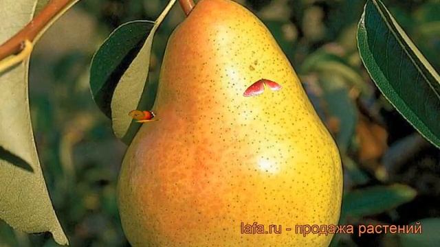 Груша плодовая Велеса (pyrus communis velesa) ? обзор: как сажать, саженцы, крупномеры груши Велеса смотреть онлайн
