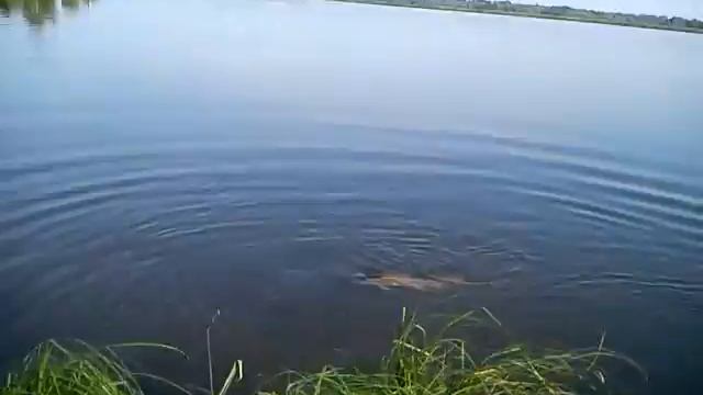 Барнаул щука 8кг. Валера смотреть онлайн