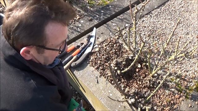 Jardinage: Comment Bien Tailler Un Rosier Buisson Remontant Au Mois De Mars (printemps)Plante Vivac