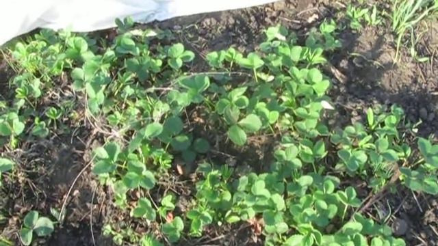 Виктор Безгодков. Где сейчас хорошо растут растения?.. смотреть онлайн