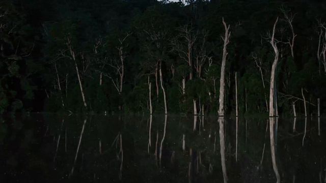 Mystic Karri Valley in Pemberton, Western Australia смотреть онлайн