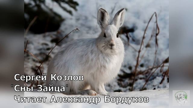 Сказки С. Козлова. Сны Зайца. смотреть онлайн