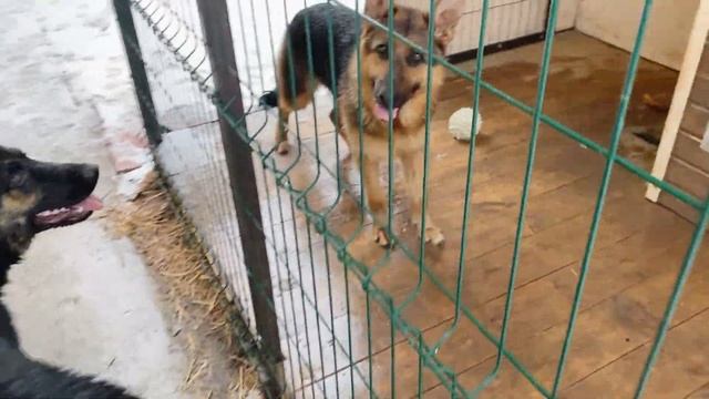 Немецкая овчарка против дворняжки | Драка собак | Двое против одного смотреть онлайн