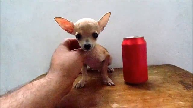 Venta de Cachorros Chihuahua Mini Toy en Mexico смотреть онлайн
