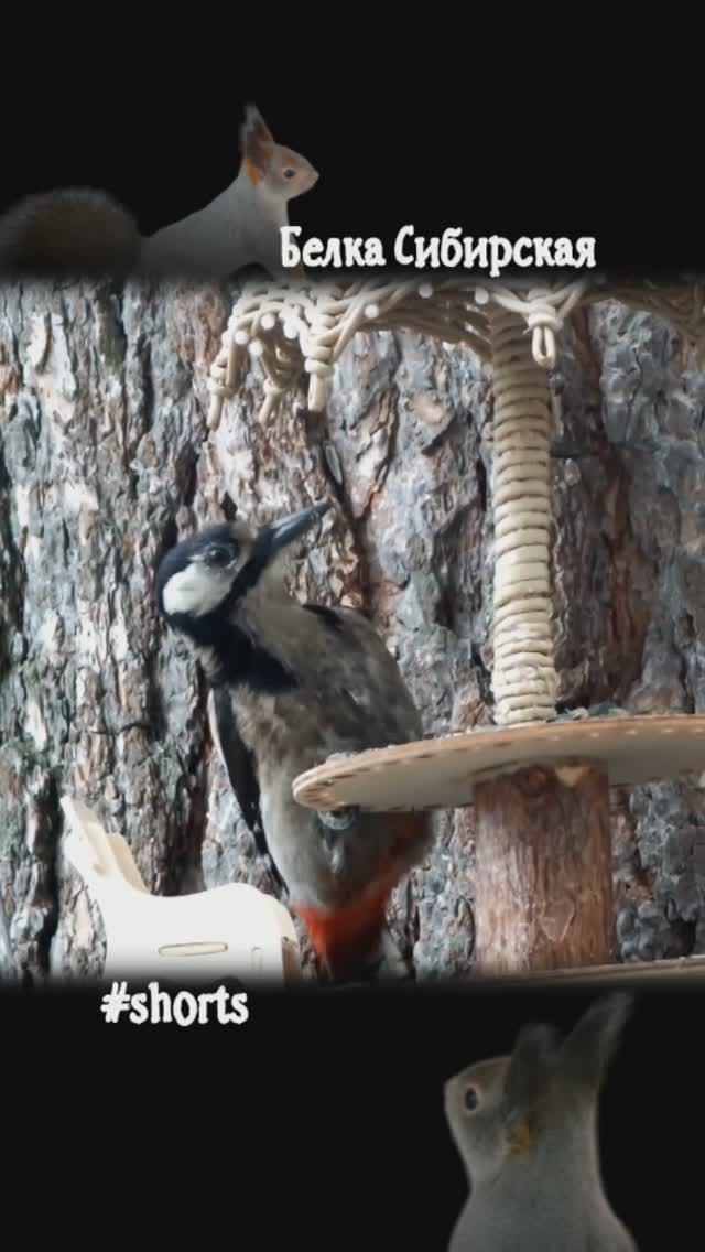 #shorts Дятел сидит за столиком
