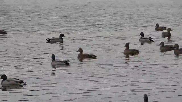 Белоозёрский. Уточки на озере. смотреть онлайн