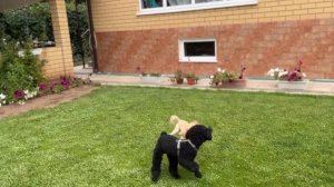 Пудель-ВЯЗКА | poodle mating