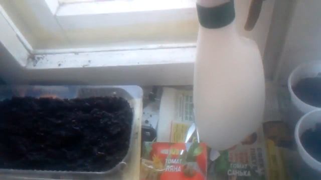 Дача рассада помидор на подоконнике смотреть онлайн