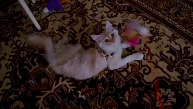 мейн кун Evita Talkingcats (Алиса) в шлейке