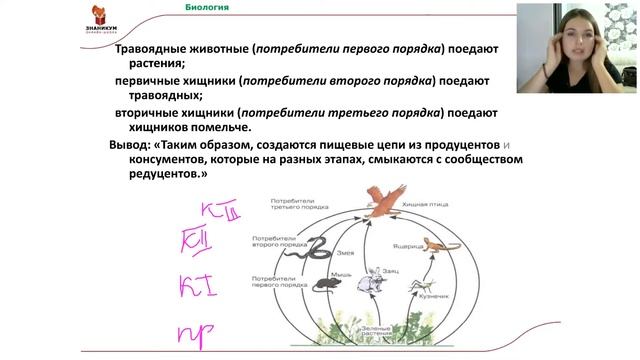 Биология Пищевые цепи смотреть онлайн