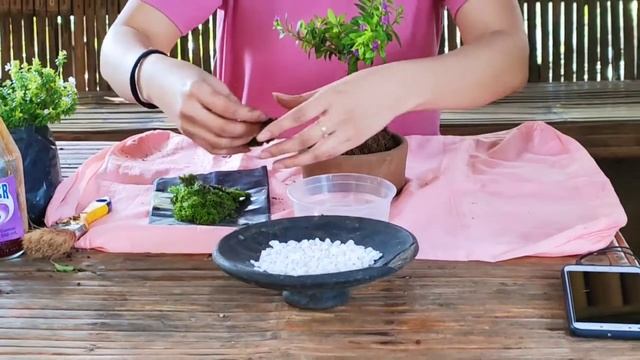 How to make Cuphea Bonsai ? смотреть онлайн