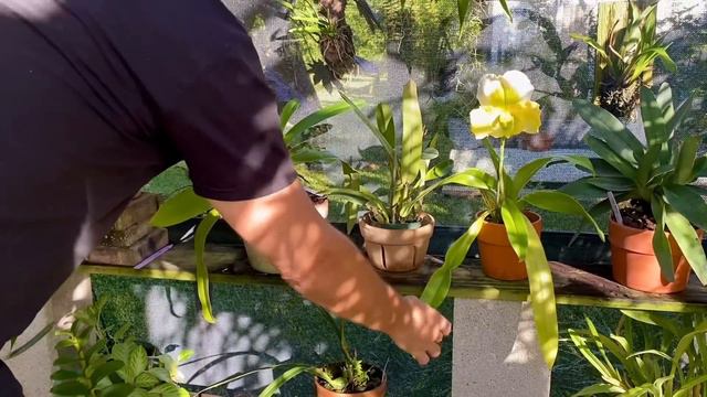 Epic home visit @naturenel ‘s orchid garden oasis смотреть онлайн