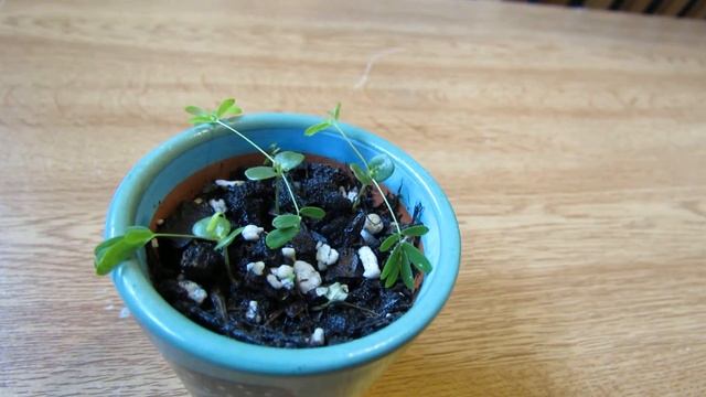 My New Sensitive Plant Seedlings (Mimosa Pudica)