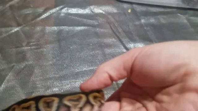 Ball python clutch number 3 of 2017 after shed смотреть онлайн
