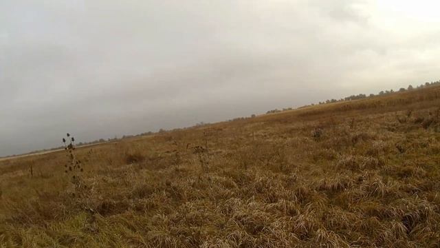 Охота на зайца в Ростовской области 08.11.2021 г. смотреть онлайн
