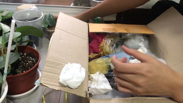 Unboxing video | แกะกล่องต้นไม้ |scindapsus sp บลาๆๆ смотреть онлайн