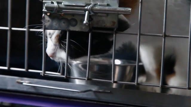 Сats. Кошкин домик)) Приют Б. Смоленский. смотреть онлайн
