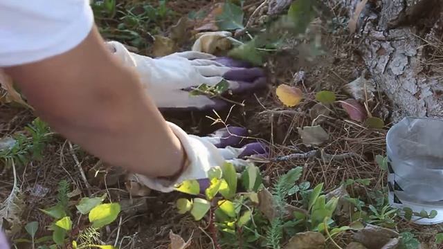 Planting Bareroot Clematis (nelly moser) | Grow a year round cut flower garden~ Ep 19 смотреть онлайн