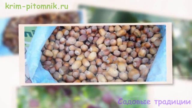 Где купить саженцы кизила с доставкой смотреть онлайн