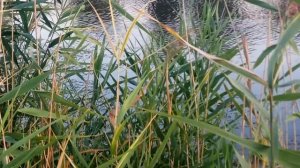 УТКИ плавают в воде  - видеосъёмка