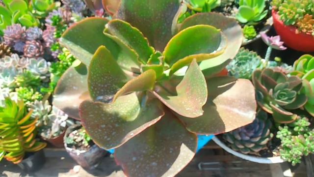 Echeveria Mahogany смотреть онлайн