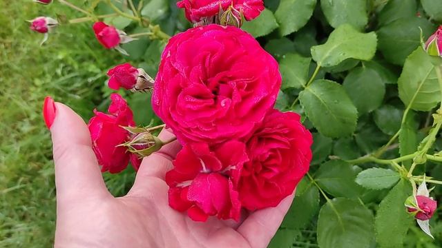 РОЗА КРАСНАЯ ШАПОЧКА ( Rotkappchen). Это роза должна быть в каждом саду. смотреть онлайн