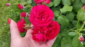 РОЗА КРАСНАЯ ШАПОЧКА ( Rotkappchen).  Это роза должна быть в каждом саду.