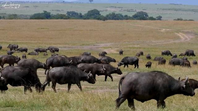 4K African Wildlife: Beautiful Wildlife Animals - Scenic Wildlife Film With Real Sounds